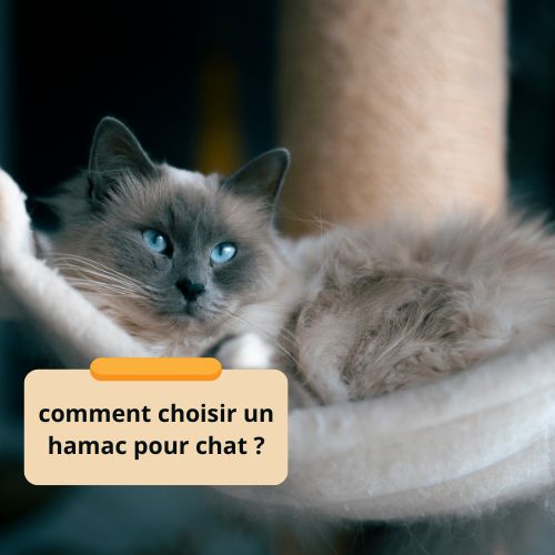 comment choisir un hamac pour chat ? - Happy minet