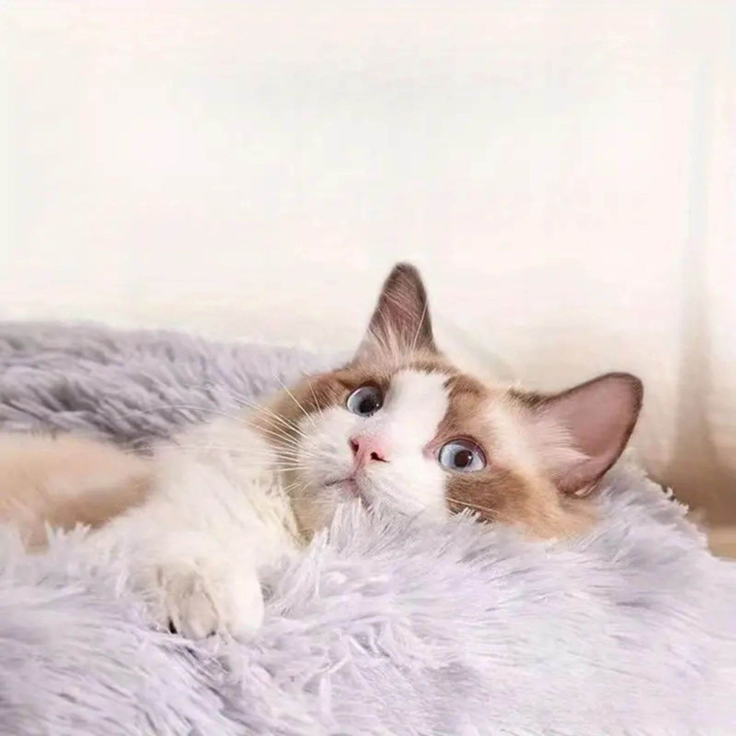 coussin-chat-anti-stress
