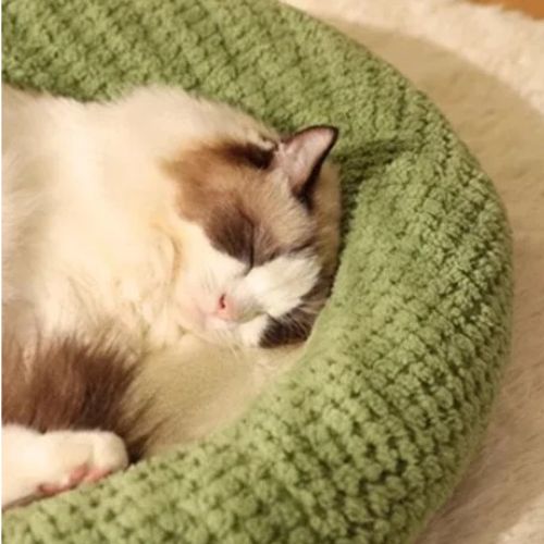 coussin-chat-reposant