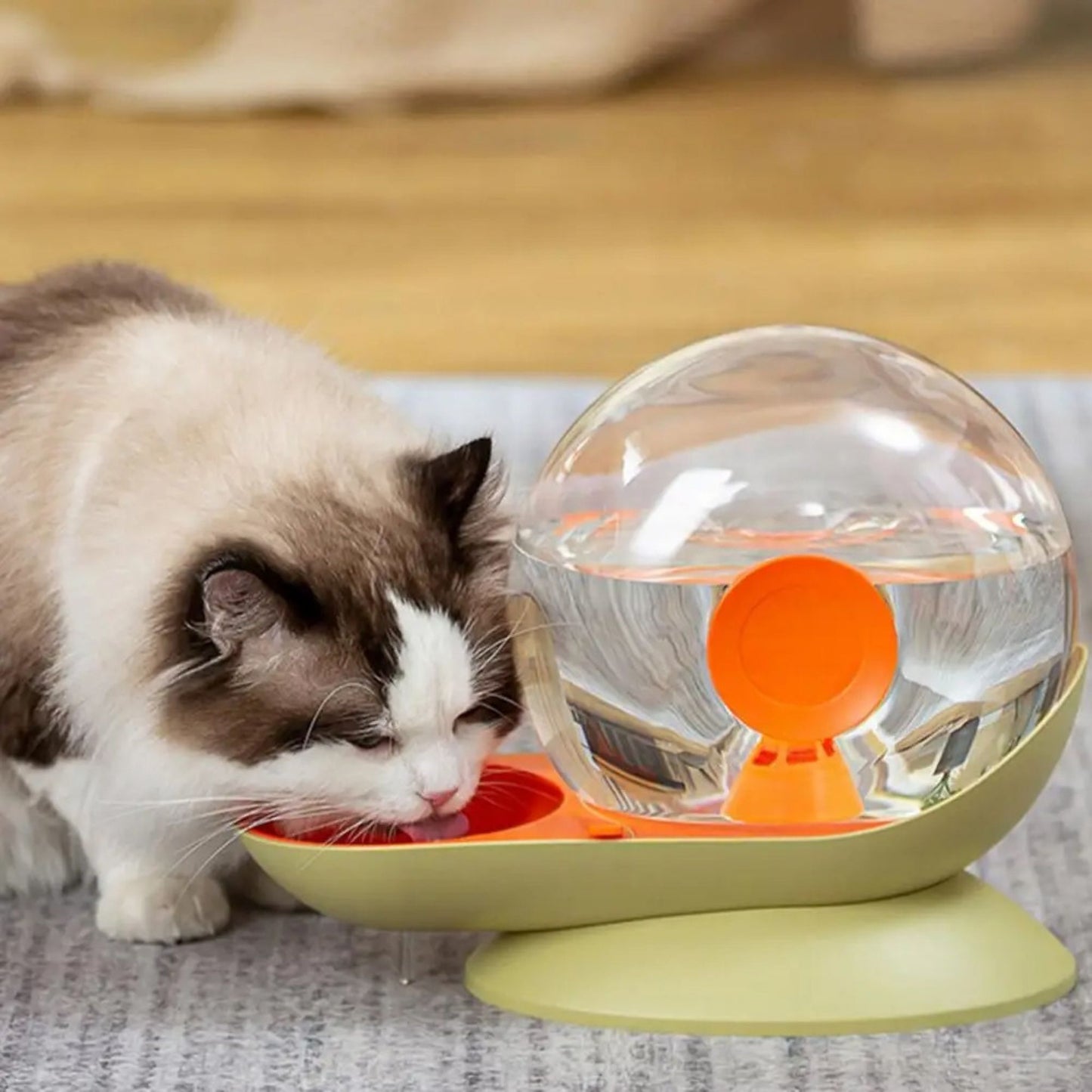 distributeur-eau-chat-escargot