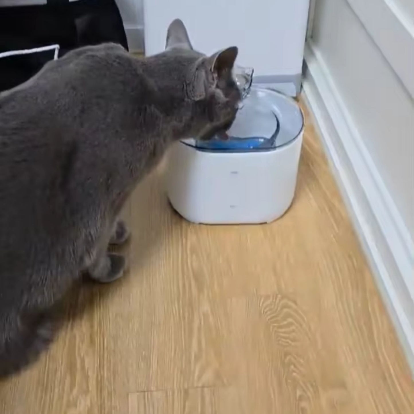 fontaine-Ă -eau-chat-hydratation-blanche
