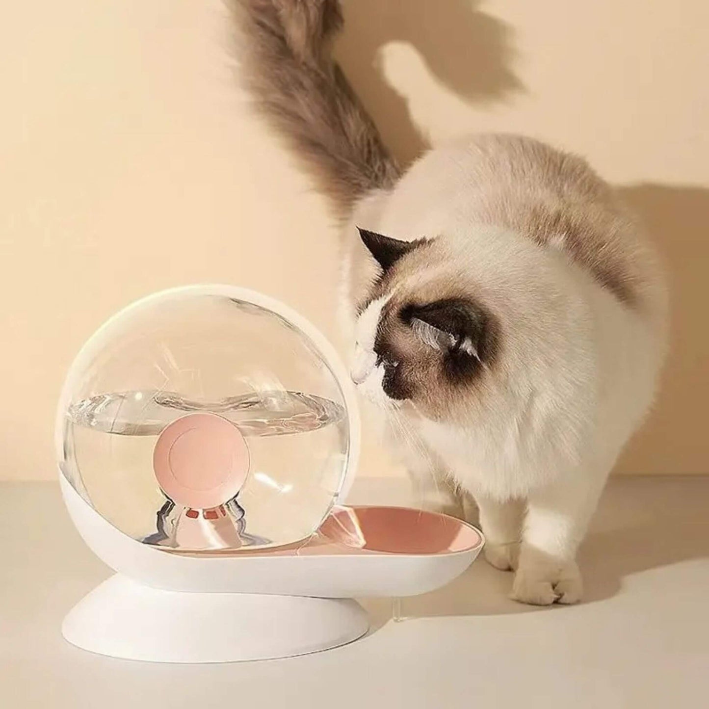 fontaine-à eau-chat-sans-électricité-escargot