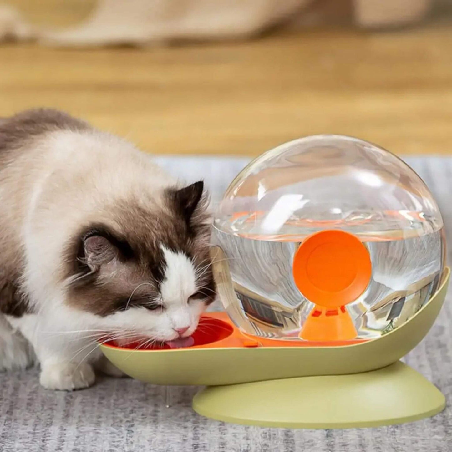 fontaine-à eau-chat-sans-électricité-escargot