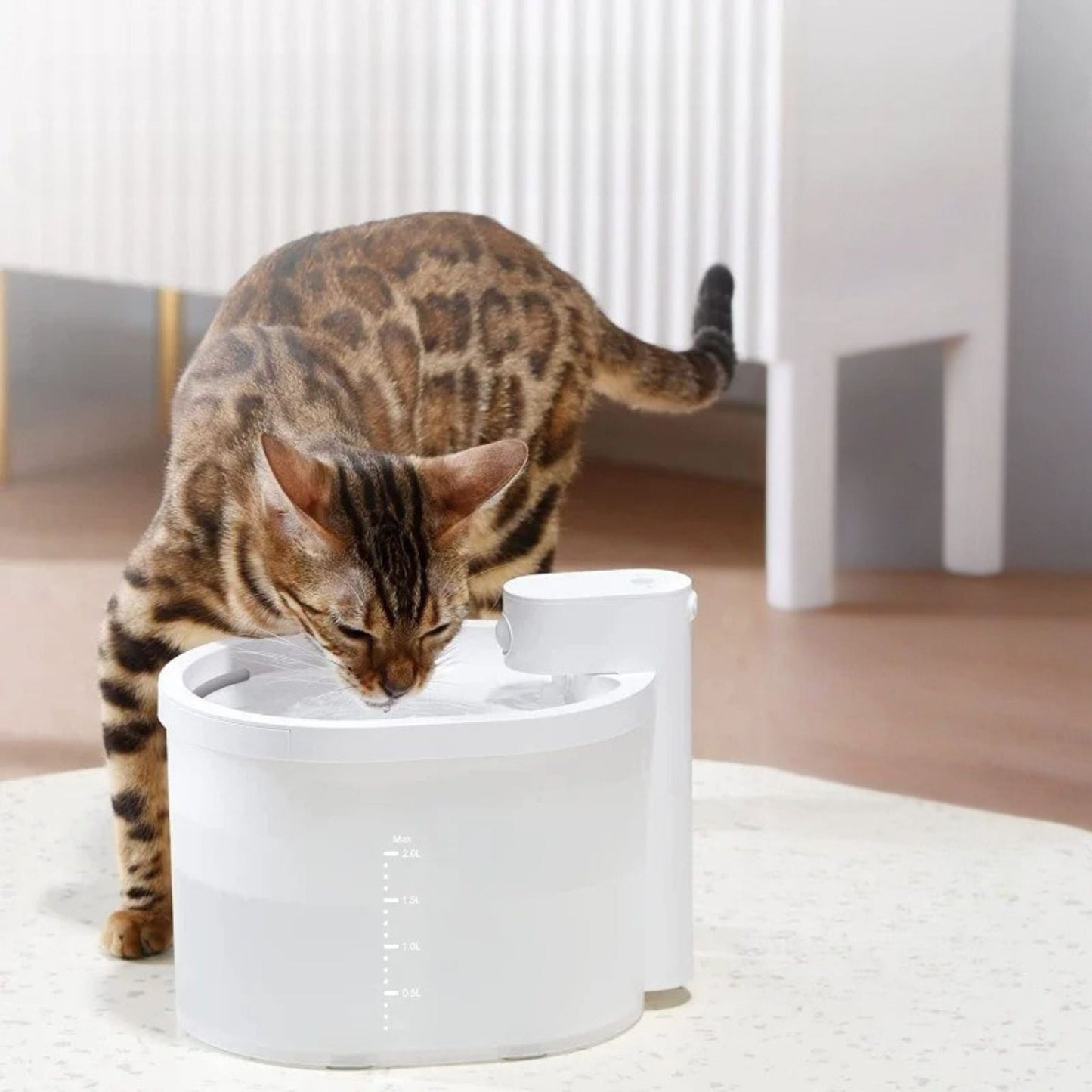 fontaine-chat-libre