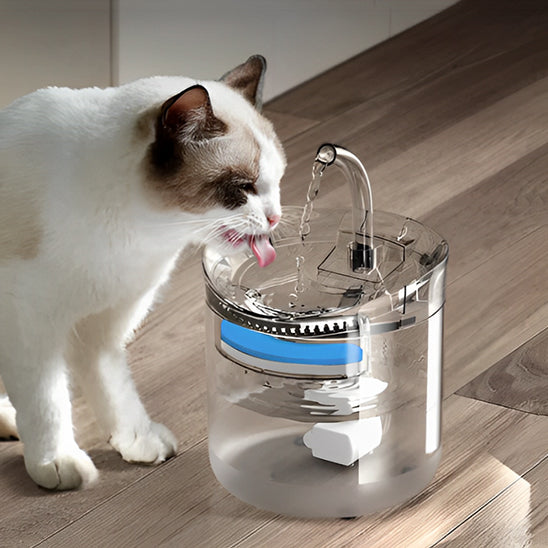 fontaine-eau-chat-transparente