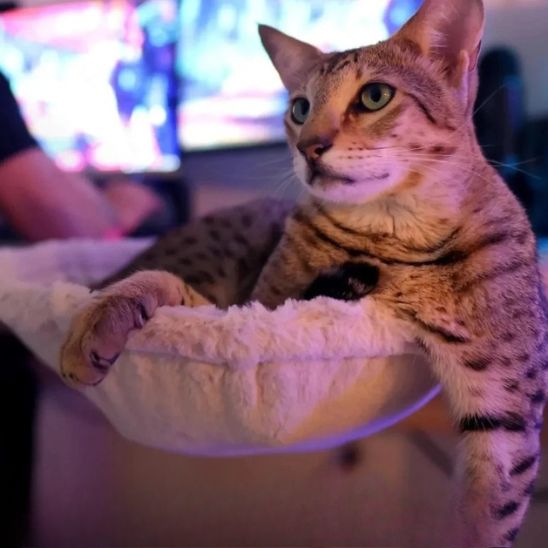 hamac-chat-confortable-suspendu