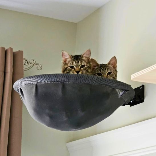 hamac-chat-solide