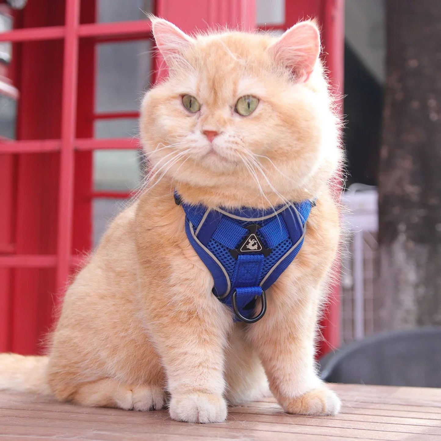harnais-chat-anti-fugue-bleu-catwalks