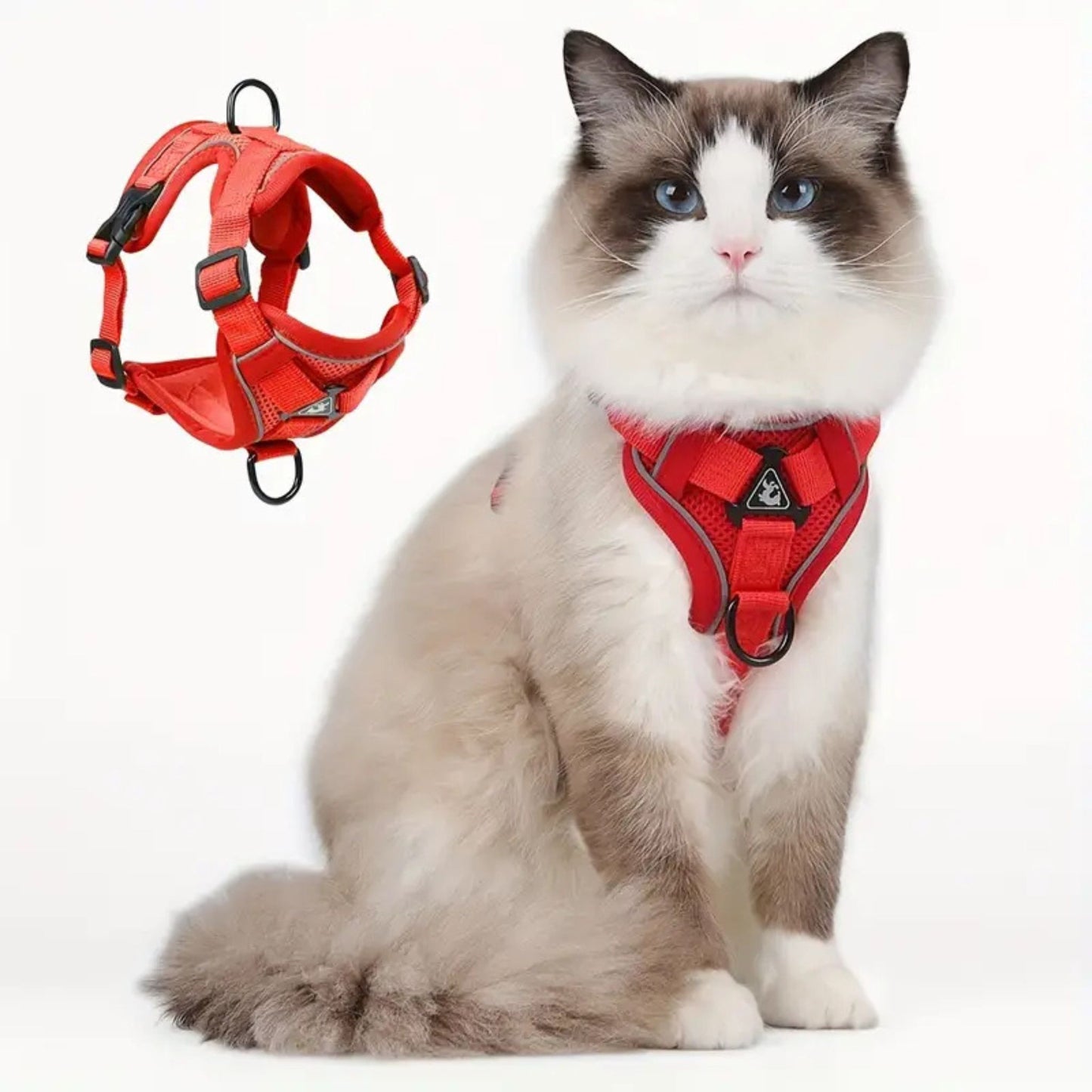 harnais-chat-anti-fugue-élégant
