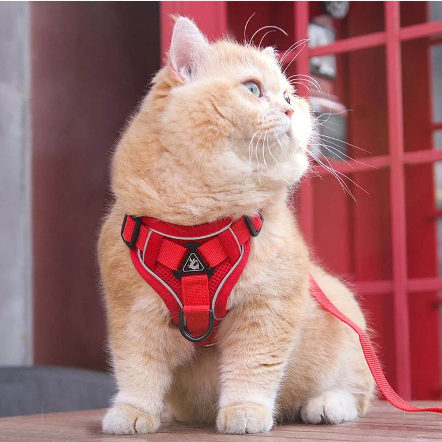 harnais-chat-anti-fugue-rouge-catwalks