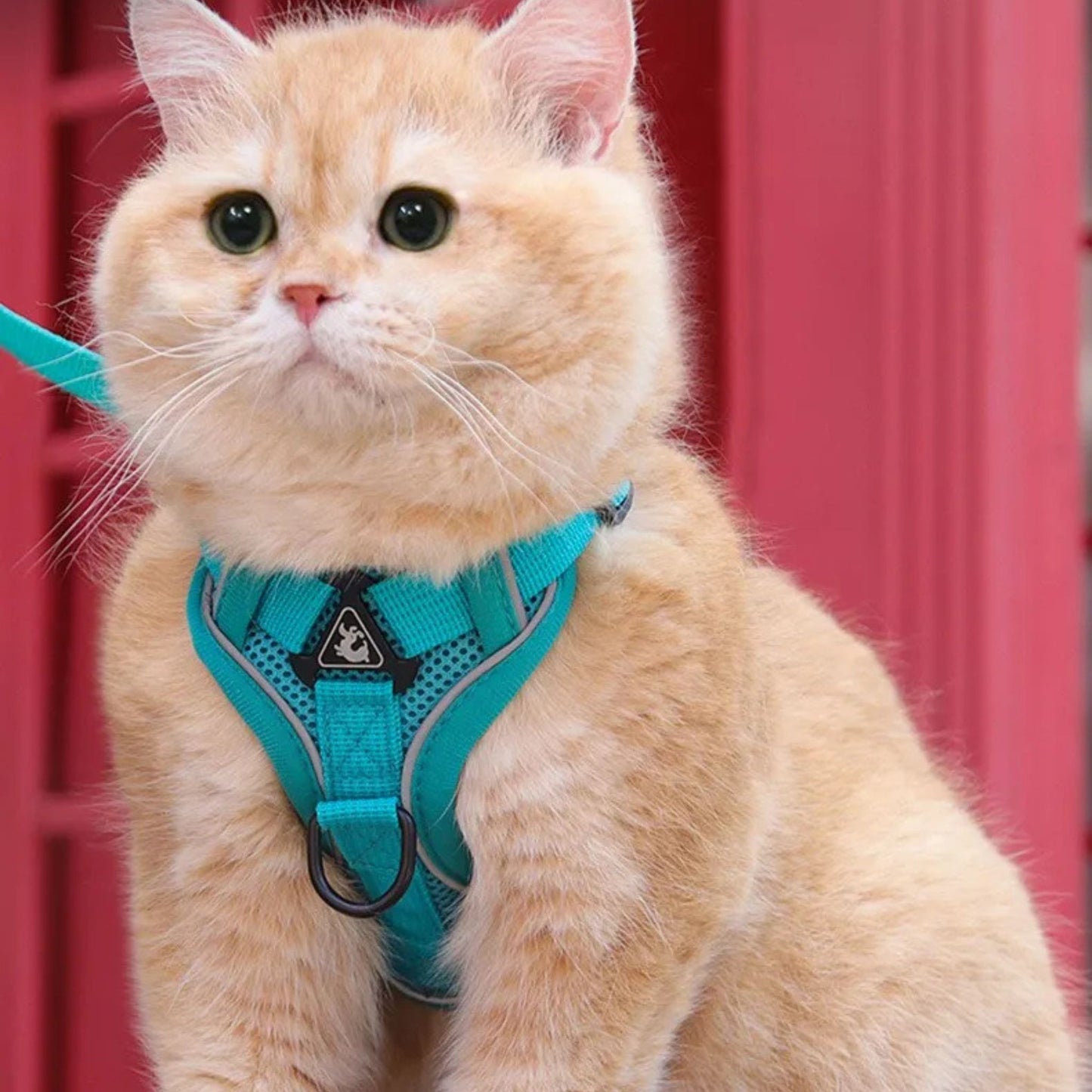 harnais-chat-anti-fugue-vert
