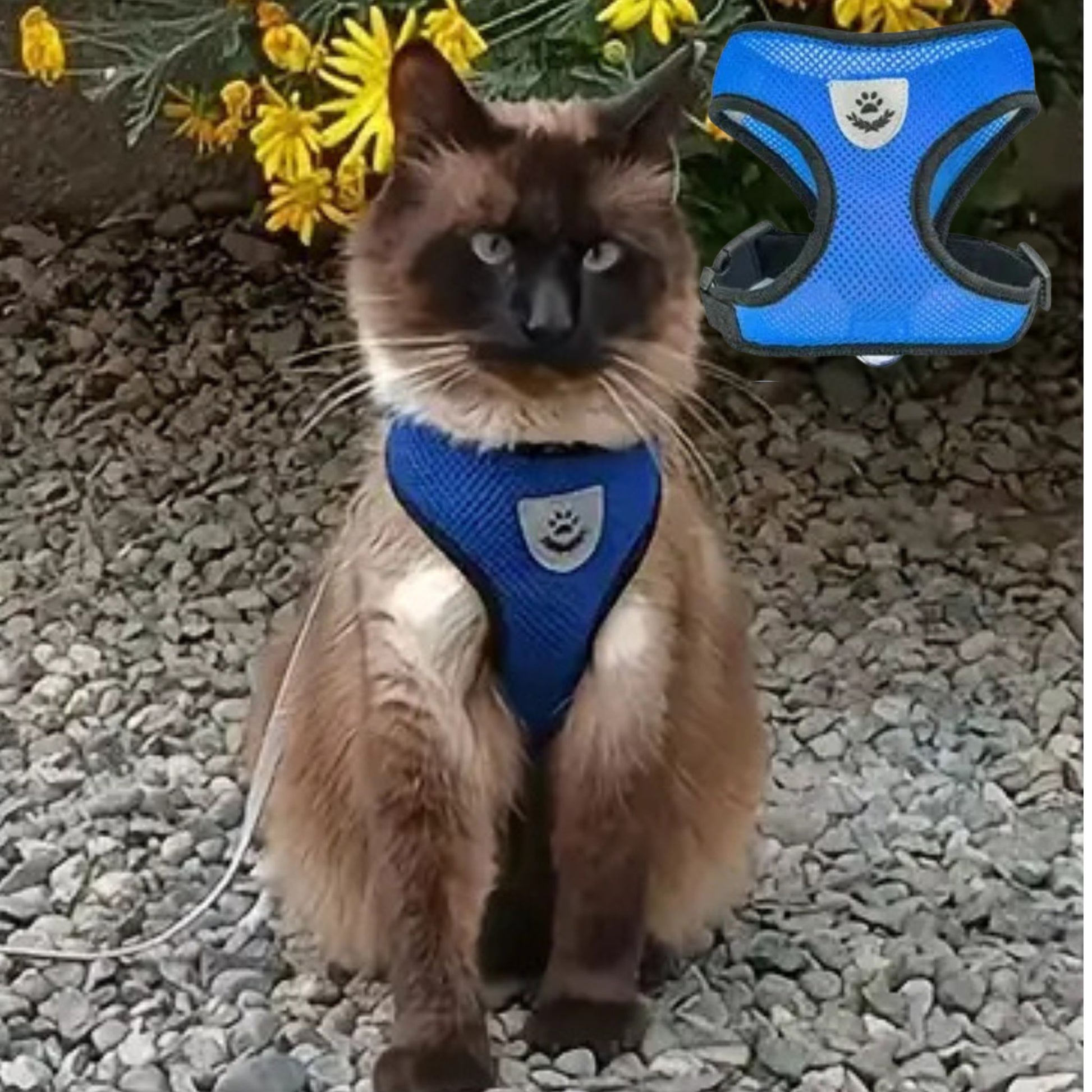 harnais-chat-bleu-élastique