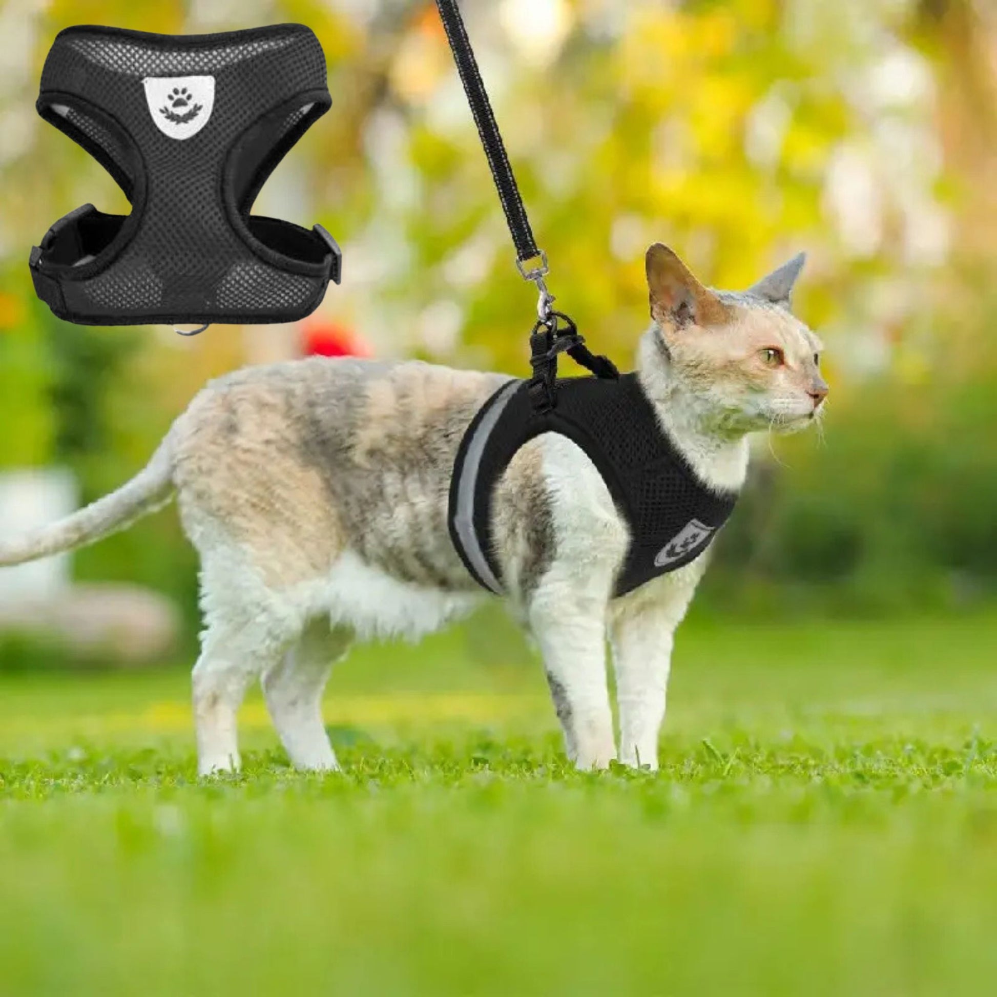 harnais-chat-noir-élastique