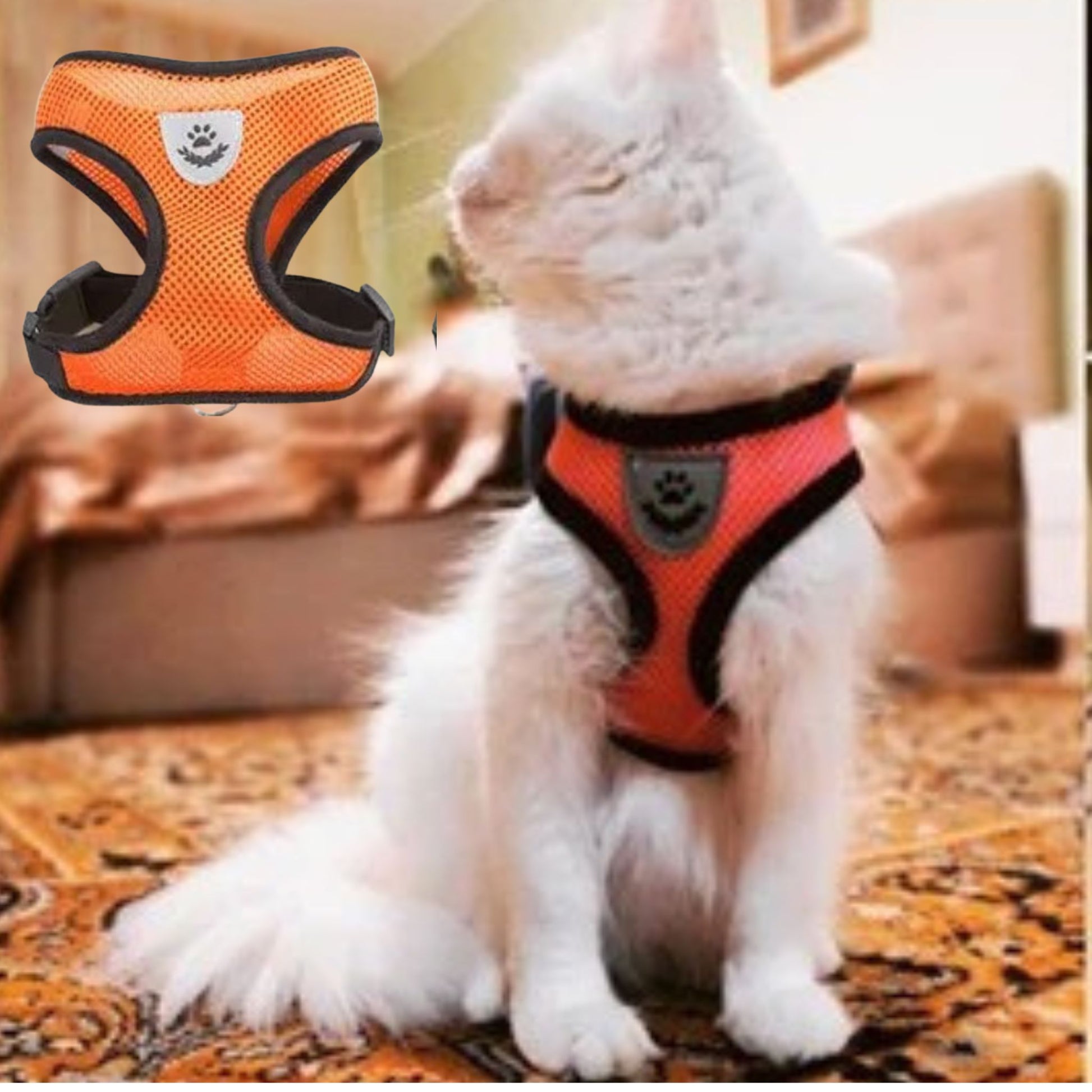 harnais-chat-orange-élastique