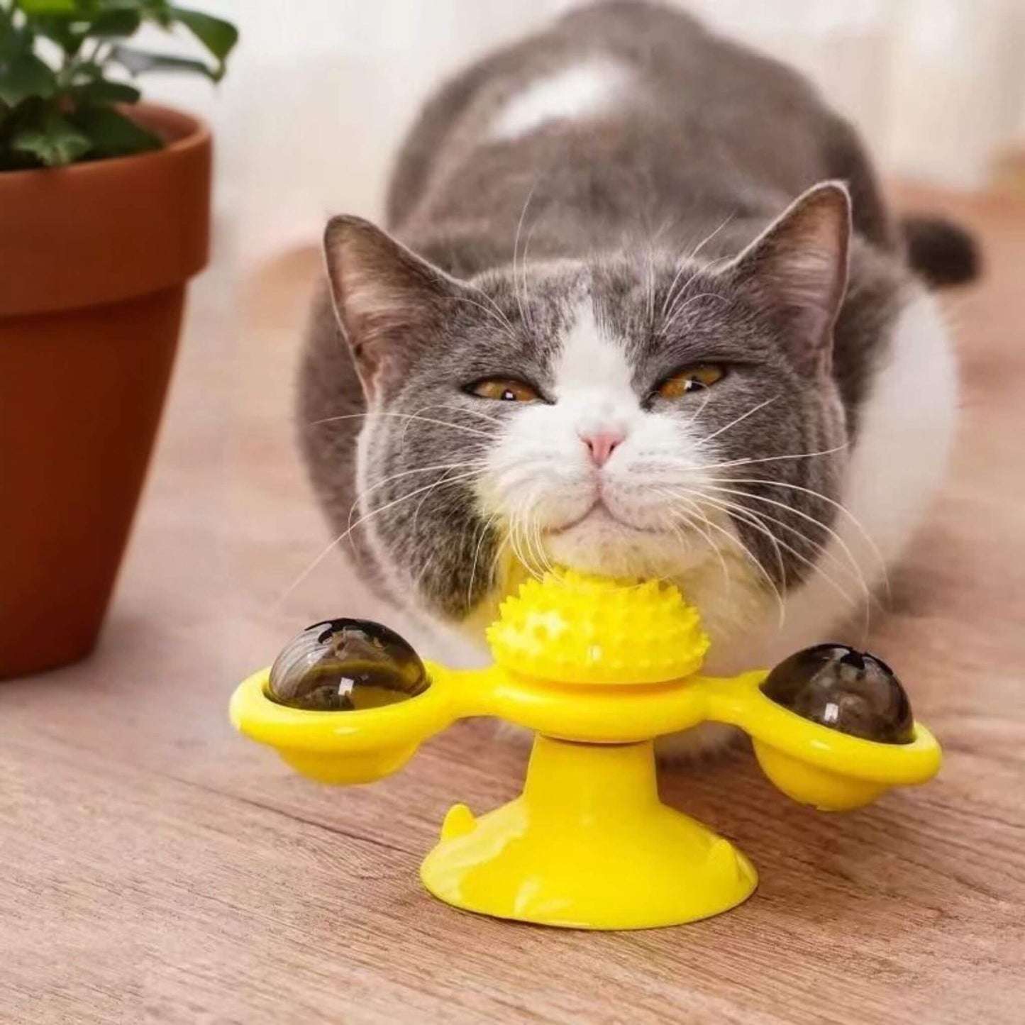jeu-interactif-chat-agréable