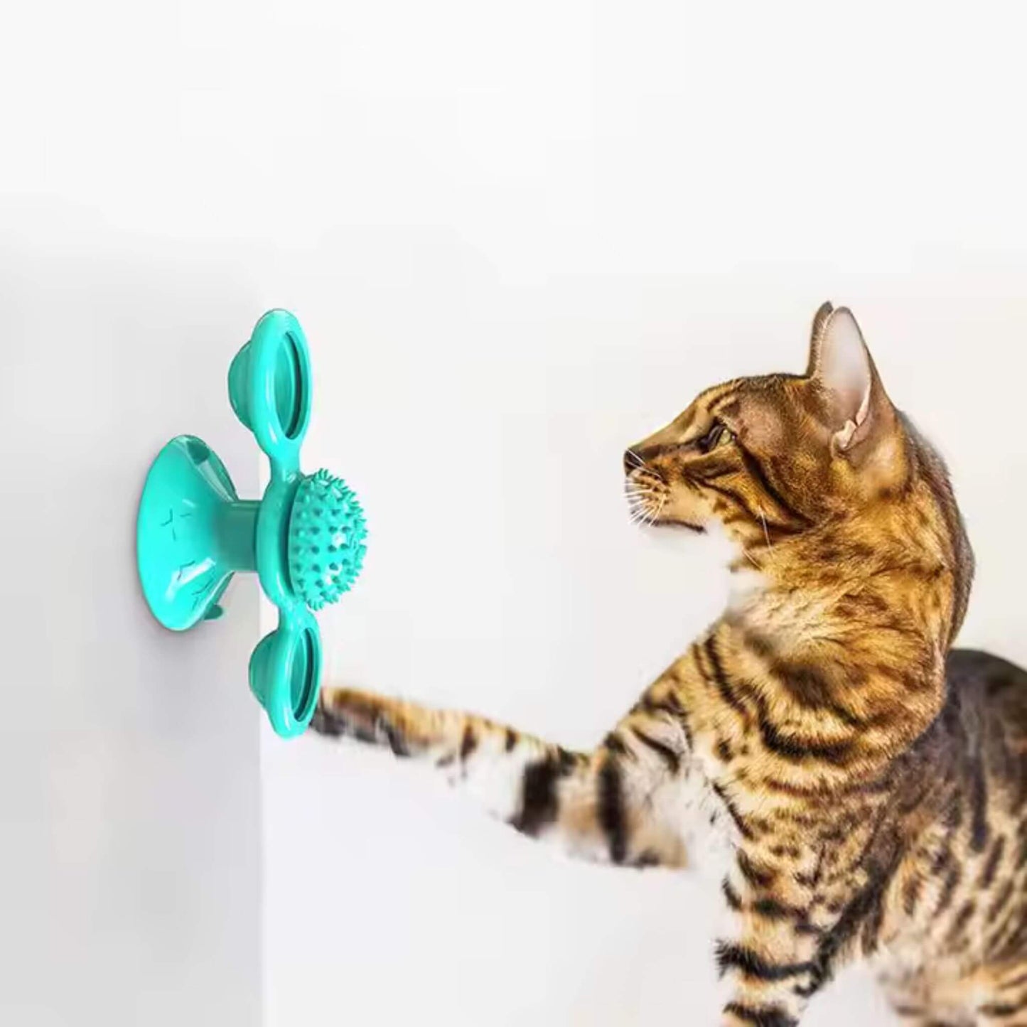 jeu-interactif-chat-amusant