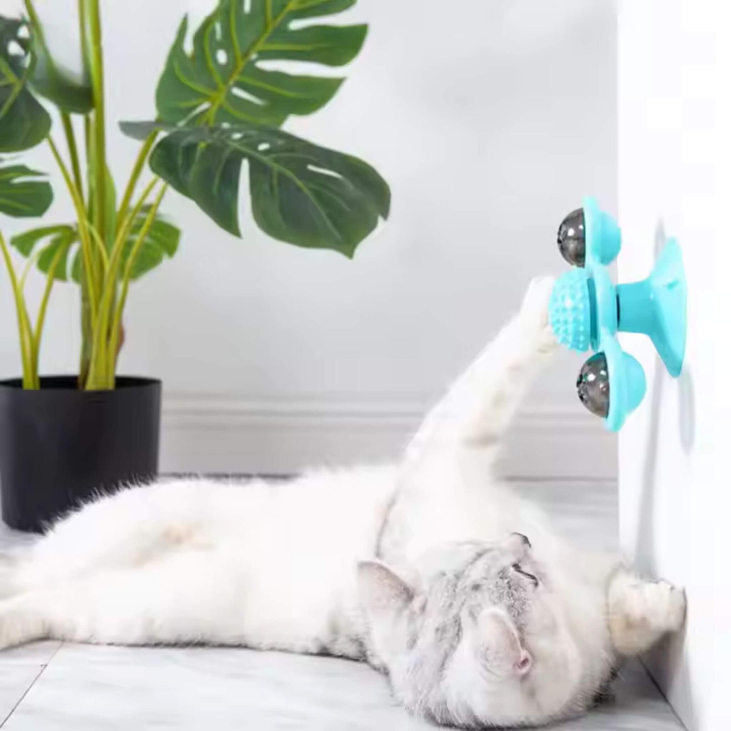 jeu-interactif-chat-bleu-turquoise