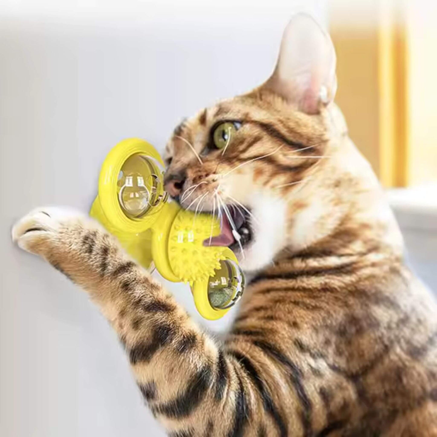 jeu-interactif-chat-mordre