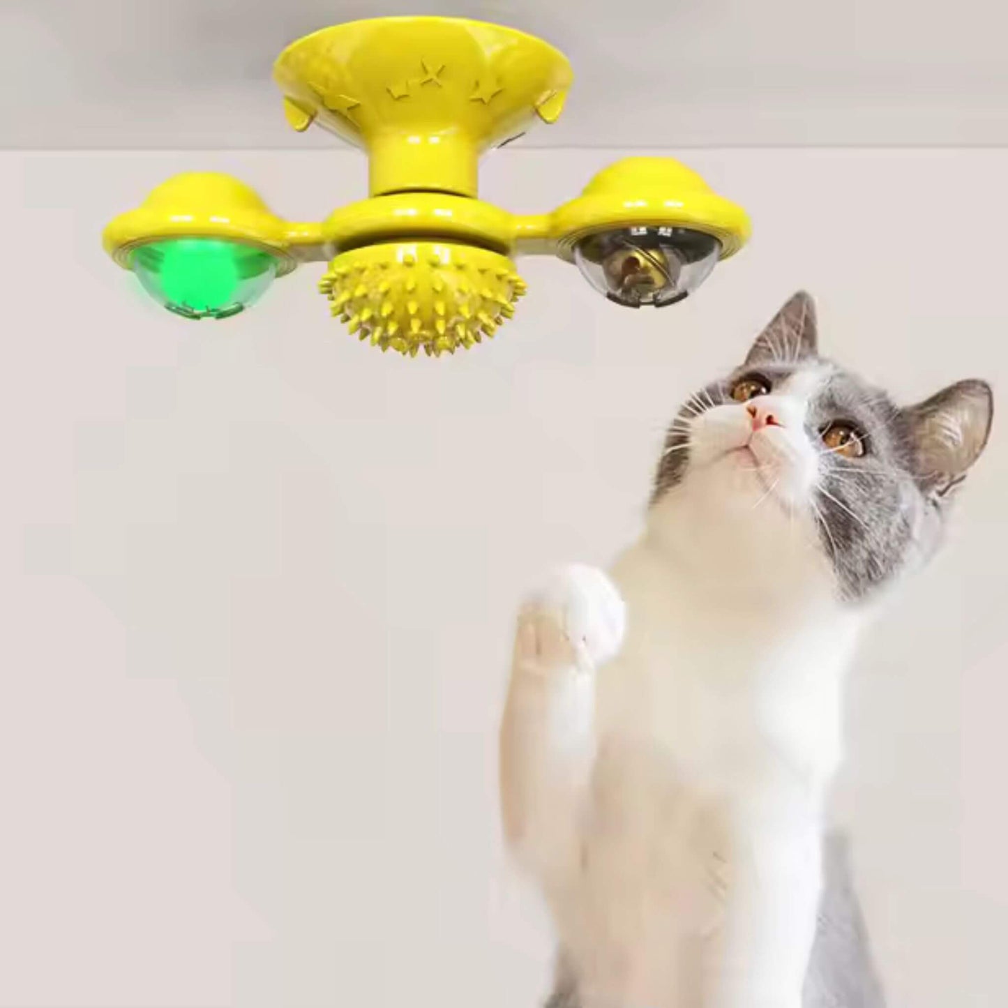 jeu-interactif-chat-solide