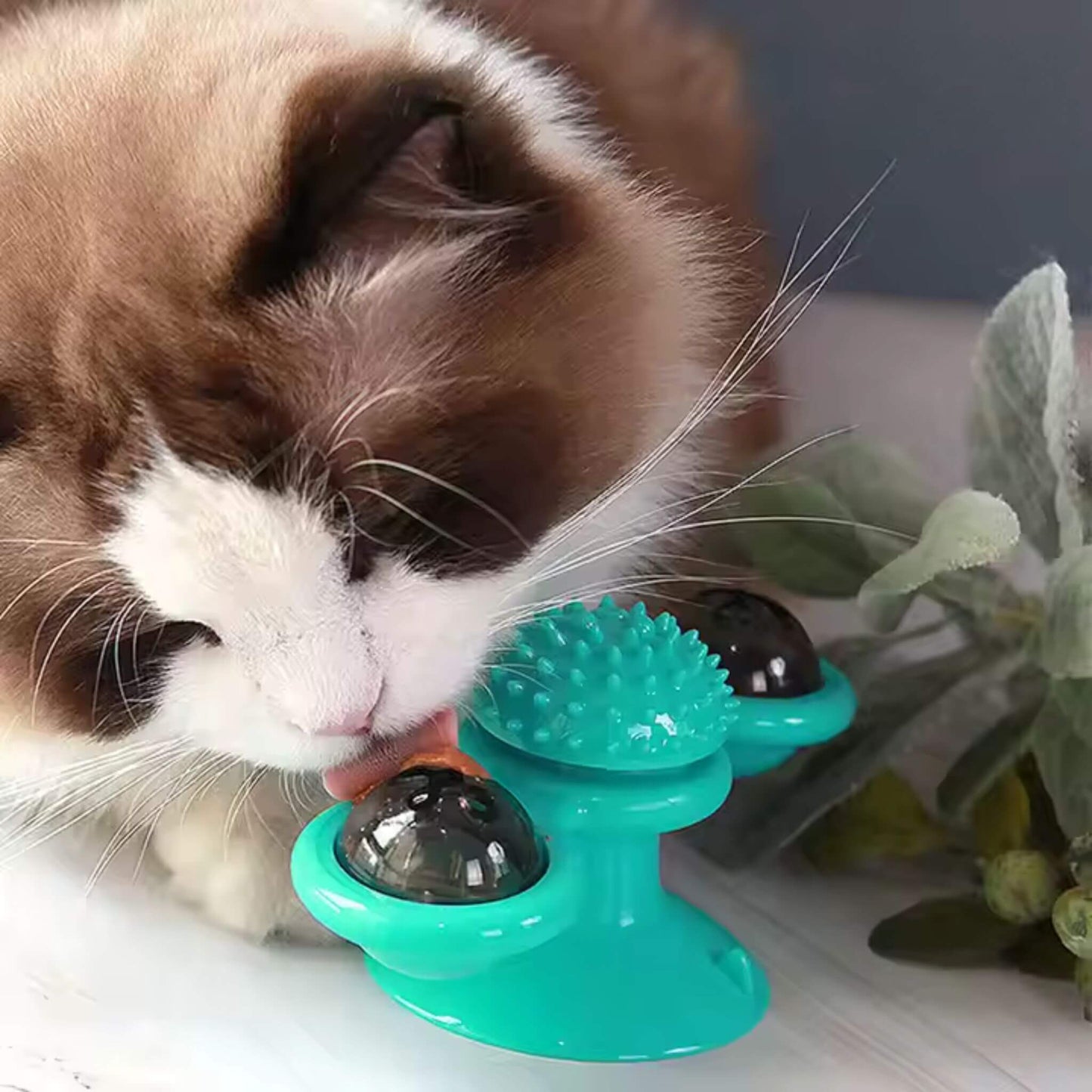 jeu-interactif-chat-stimulation