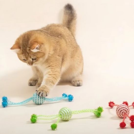 jeu-pour-chat-éducatif