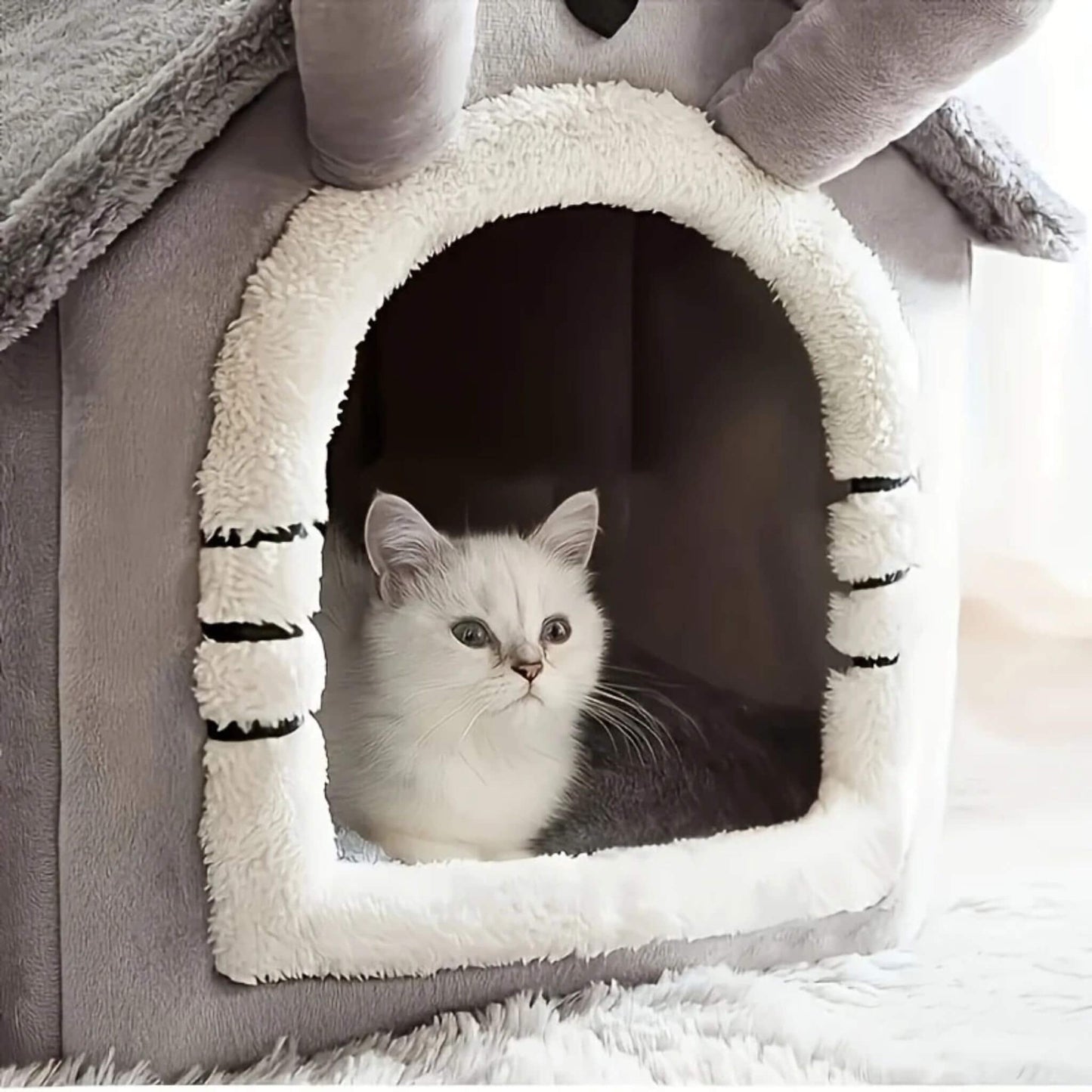 maison-chat-agréable