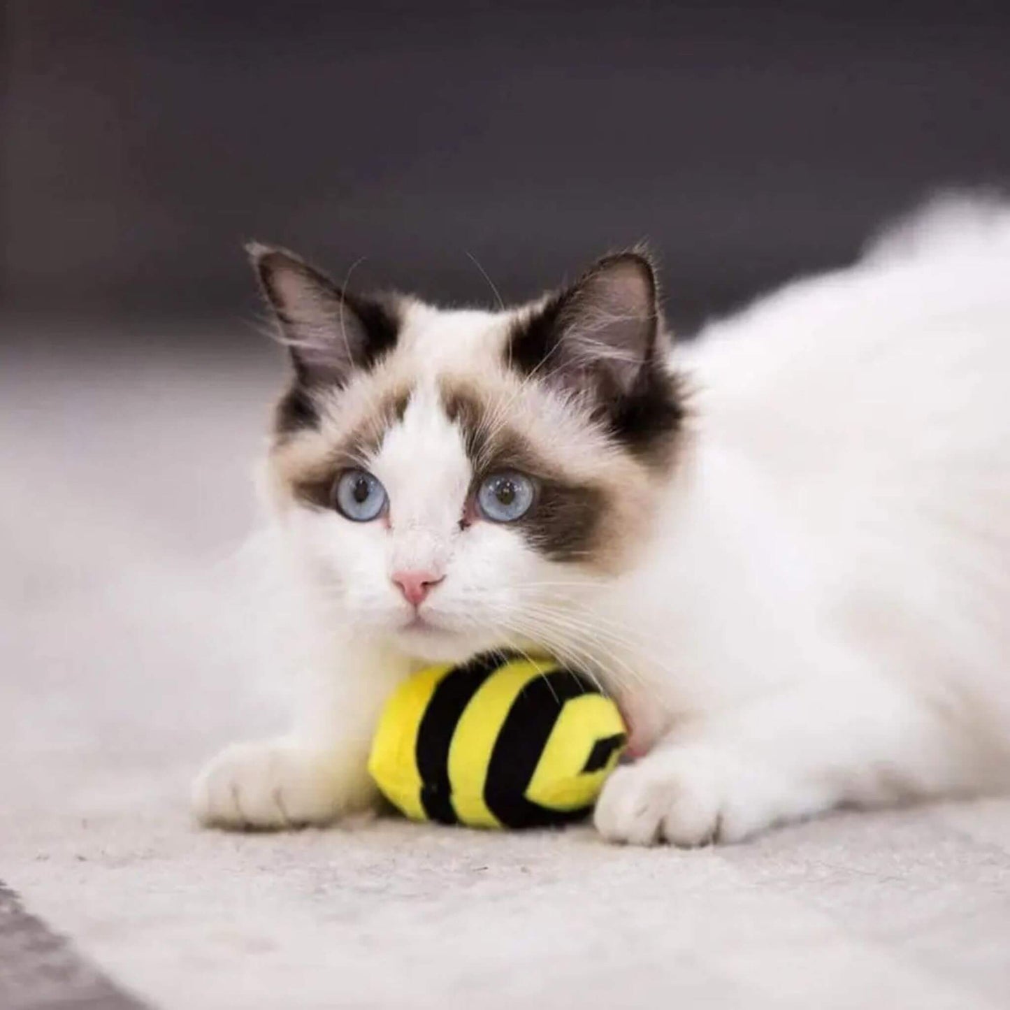 oiseau-pour-chat-intéressant