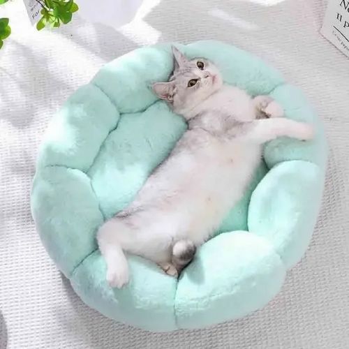 panier-chat-original-fleur-bleu-vert