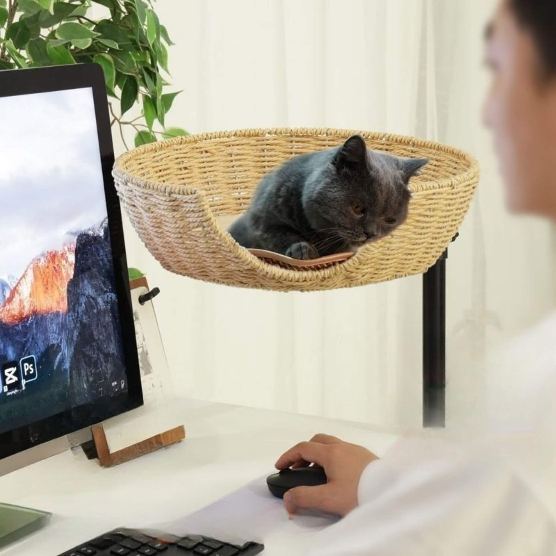 panier-osier-pour-chat-idéal