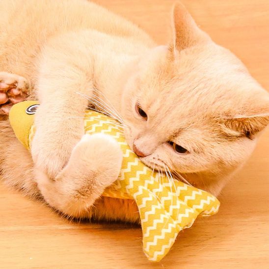 poisson-pour-chat-idéal