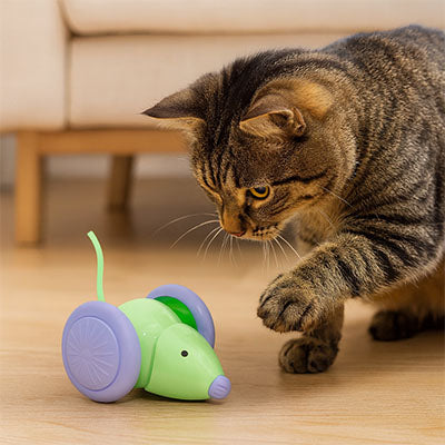 souris-pour-chat-proie