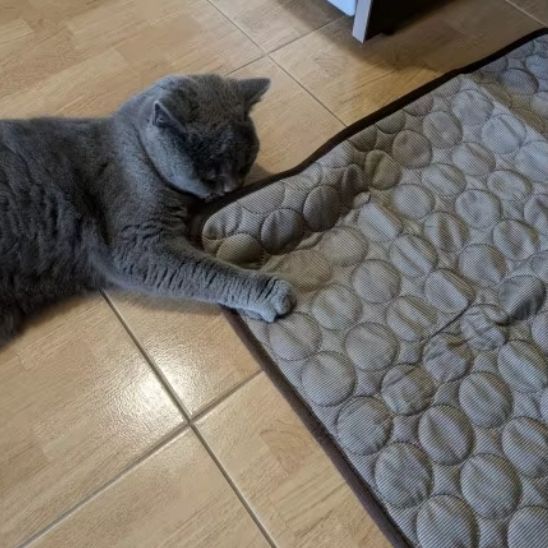 tapis-frais-pour-chat-bien-ĂȘtre