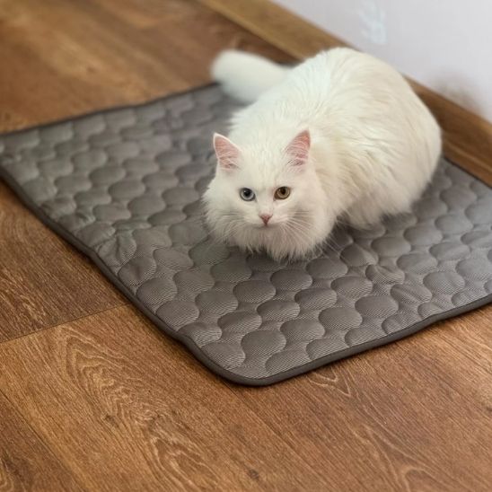 tapis-frais-pour-chat-idéal