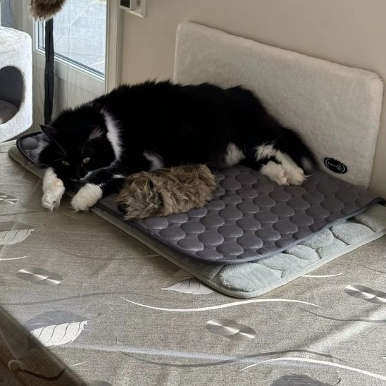 tapis-frais-pour-chat-sérénité