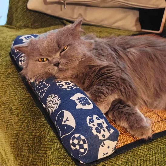 tapis-rafraichissant-chat-soutien
