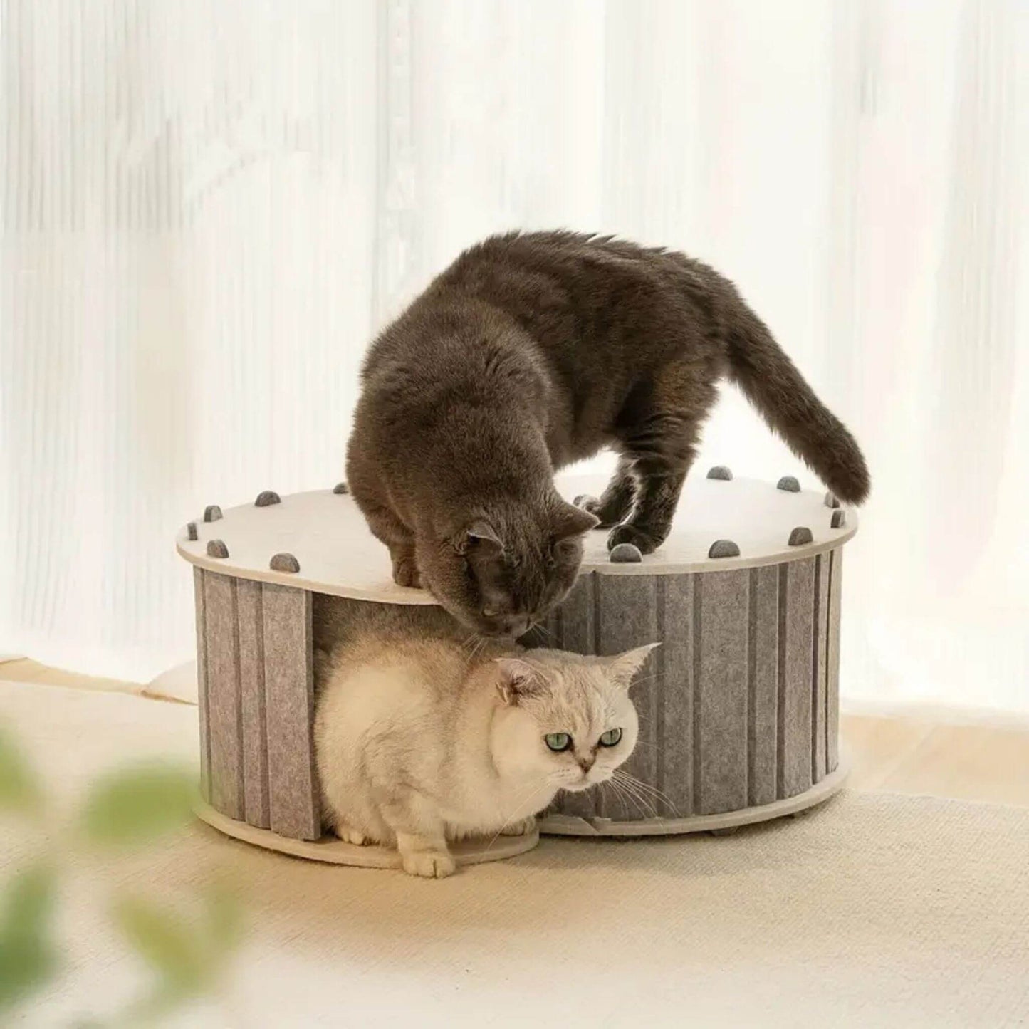tunnel-du-chat-3-en-1