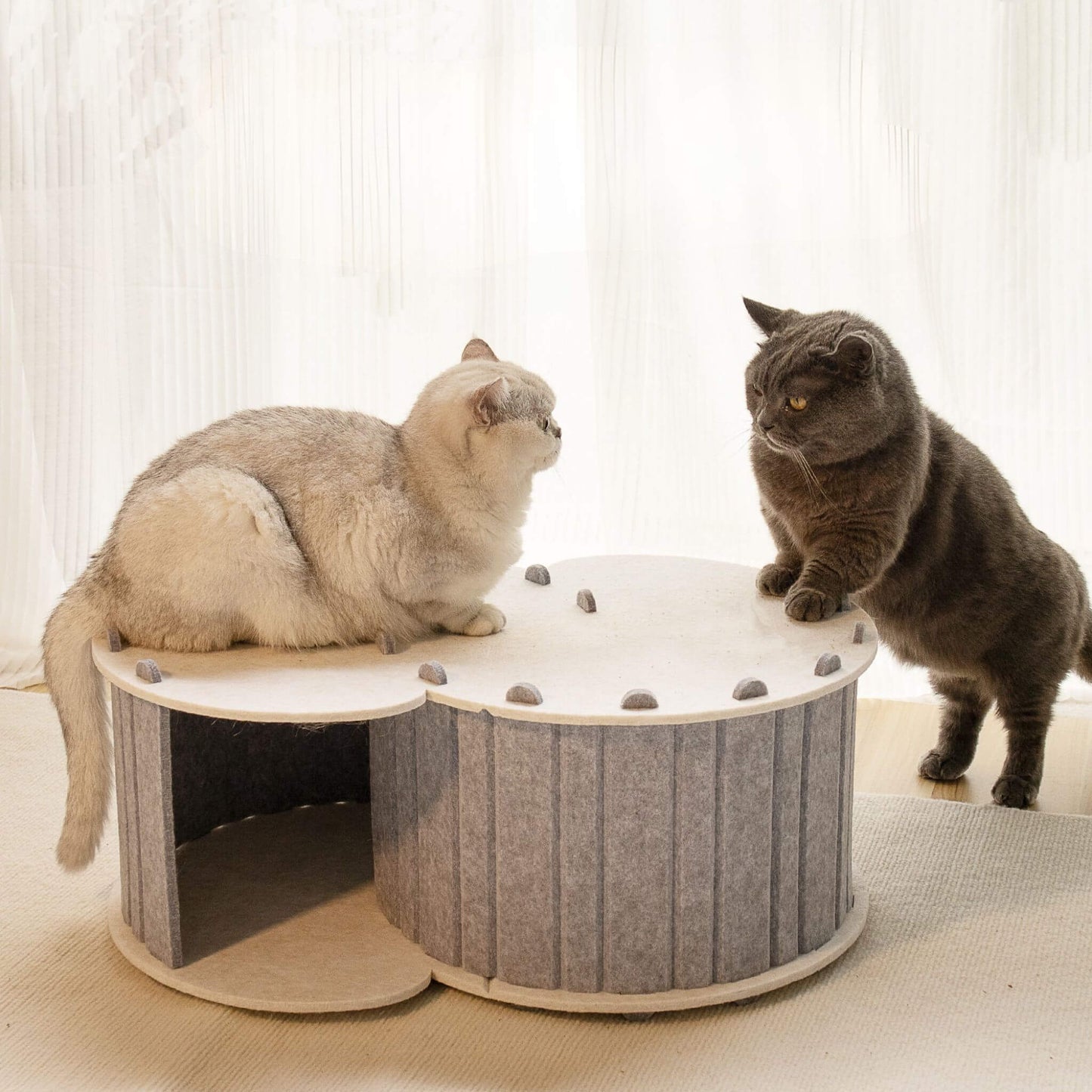 tunnel-du-chat-multichats