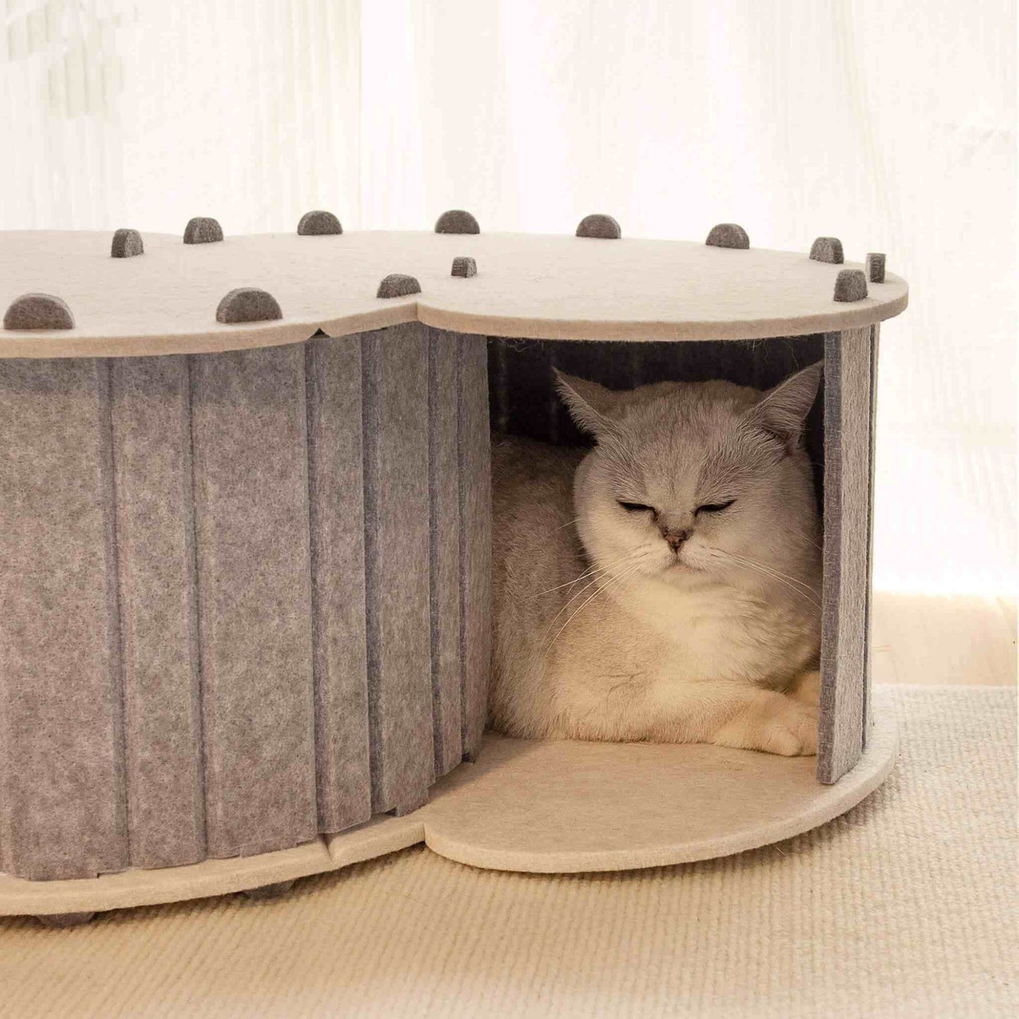 tunnel-du-chat-reposant