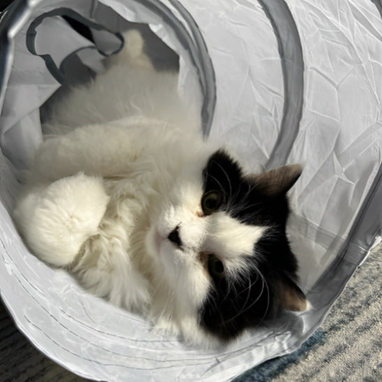 tunnel-pour-chat-agréable