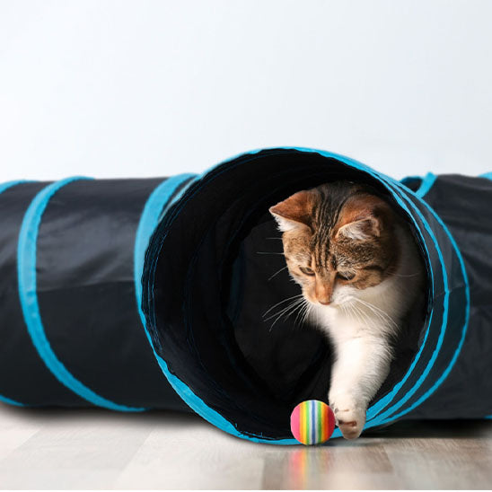 tunnel-pour-chat-jeu
