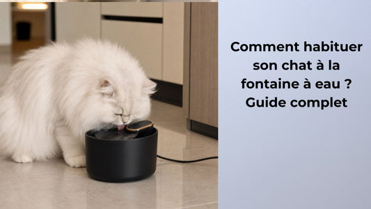 Comment habituer son chat à la fontaine à eau ? Guide complet