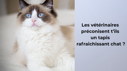 Les vétérinaires préconisent t’ils un tapis rafraichissant chat