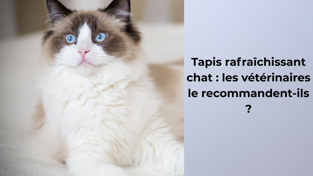 Tapis rafraîchissant chat : les vétérinaires le recommandent-ils ?