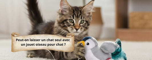 Peut-on laisser un chat seul avec un jouet oiseau pour chat 