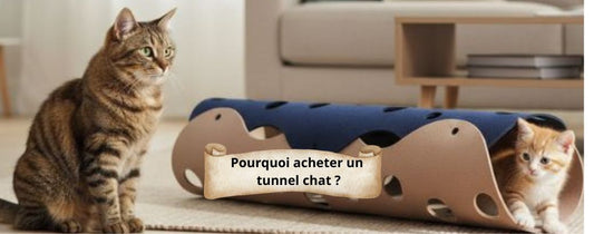 Pourquoi acheter un tunnel chat 