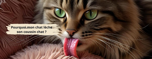 Pourquoi mon chat lèche son coussin chat 