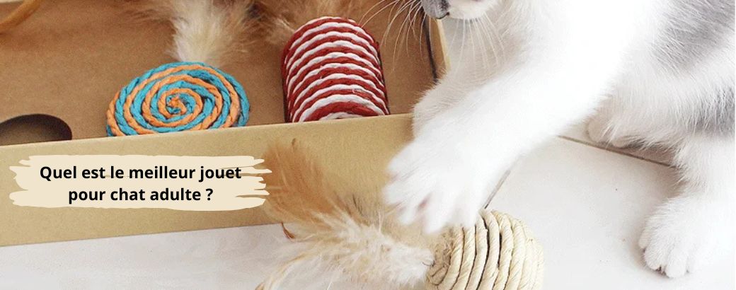 quel est le meilleur jouet pour chat adulte