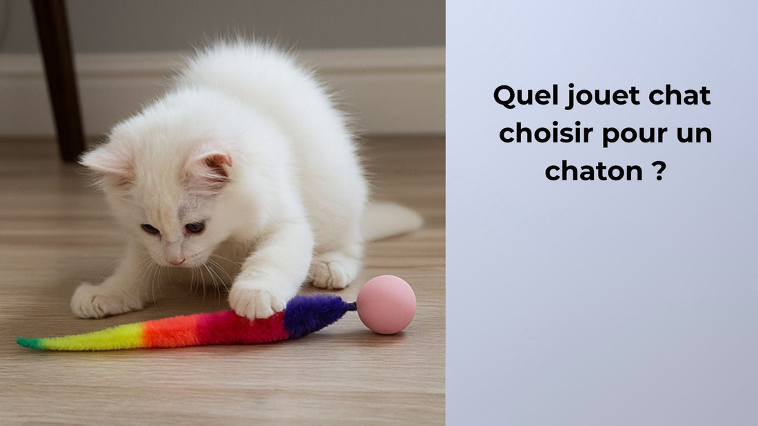 Quel jouet chat choisir pour un chaton ?