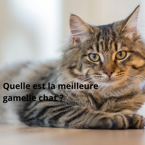Quelle est la meilleure gamelle chat ??