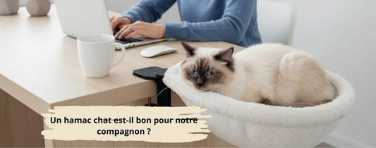 Un hamac chat est-il bon pour notre compagnon 